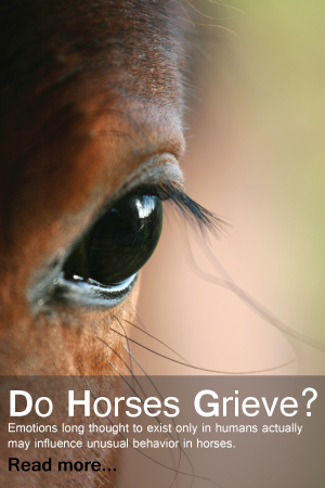 Do Horses Grieve